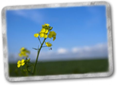 Ejemplos de manejo ecológico de plagas y enfermedades