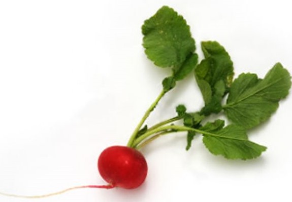 Rabanito