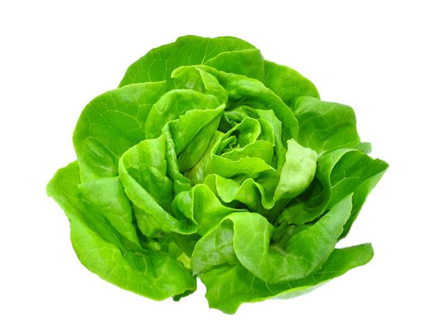 Lechuga crespa